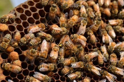 Продаю пчелосемьи 10 шт