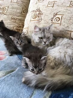 Чистокровные сибирские котята