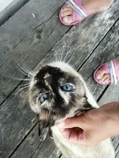 Тайская кошка черепазовый окрас