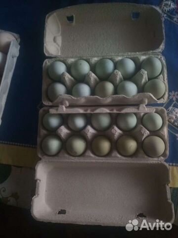 Инкубационные яйцо