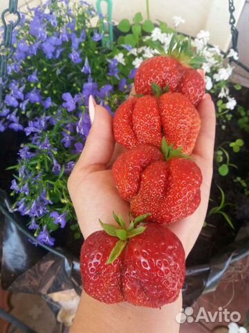 Клубника рассада