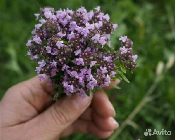 Рассада Мята душица чабрец милиса лимон зелень