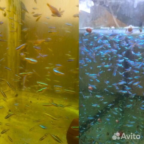 Неон красный aquarium-fish