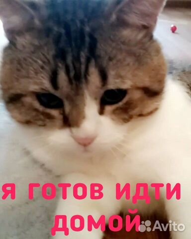 Котик в дар