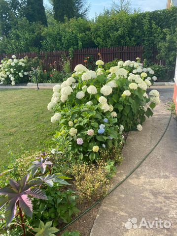 Гортензия белая