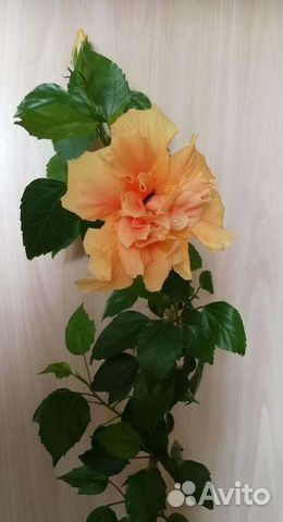 Гибискус китайская роза