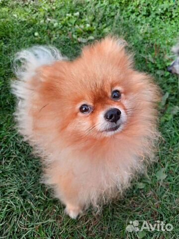 Зоогостиница,передержка