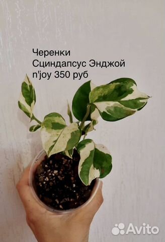 Сциндапсус: Энджой,Пиктус,Марбл Эппл; Спатифиллум