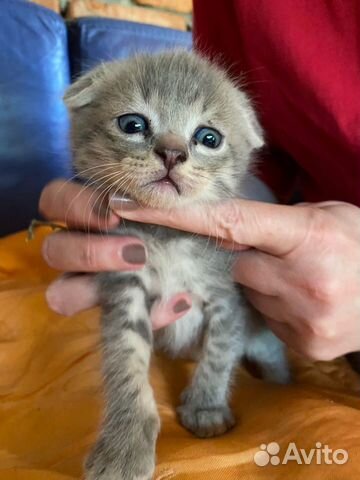 Котята в добрые руки бесплатно от вислоухой кошки