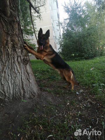 Дрессировка собак