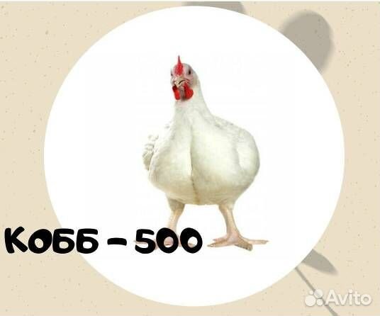 Цыплята бройлера Кобб-500/Росс-308 на июль 2024 г