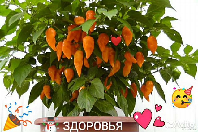 Семена: Перец экстремально острый, жгучий, ароматн