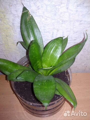 Сансевиерия