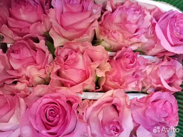 Роза Эквадор