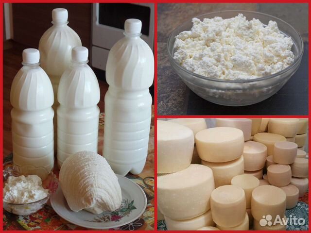 Козье молоко, творог, сыр (домашние)