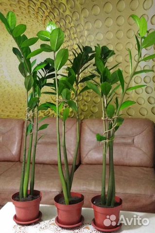 Замиокулькас