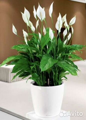 Спатифиллум, каланхоэ идр растения