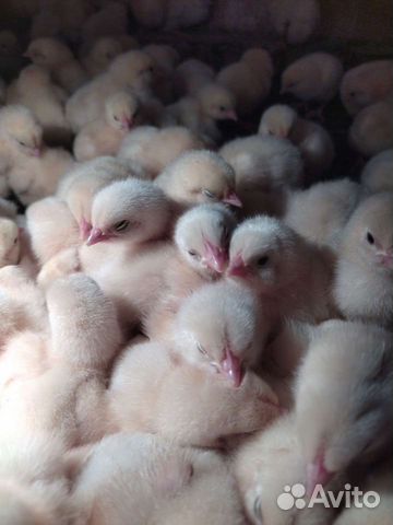 Бройлеры Кобб500/Рос308