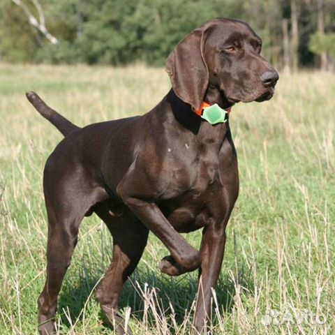 Электронный ошейник для собак