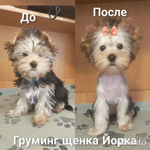 Груминг, стрижка собак и кошек (без выезда)