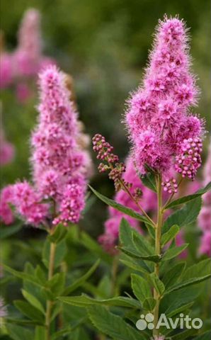 Декоративный кустарник