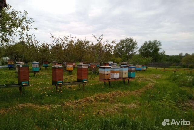 Пчелосемьи, пчёлы, ульи б/у