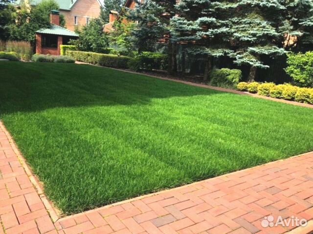 Рулонный газон