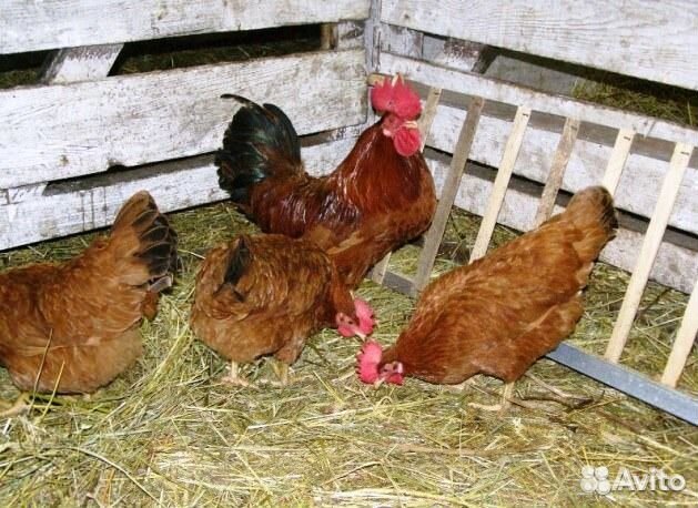 Инкубационное яйцо и цыплята купить на Зозу.ру - фотография № 2