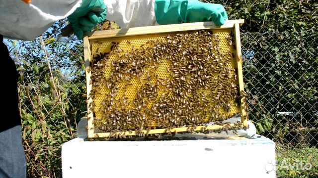 Пчёлы, пчелиные семьи, пчелопакеты, Карника Остров