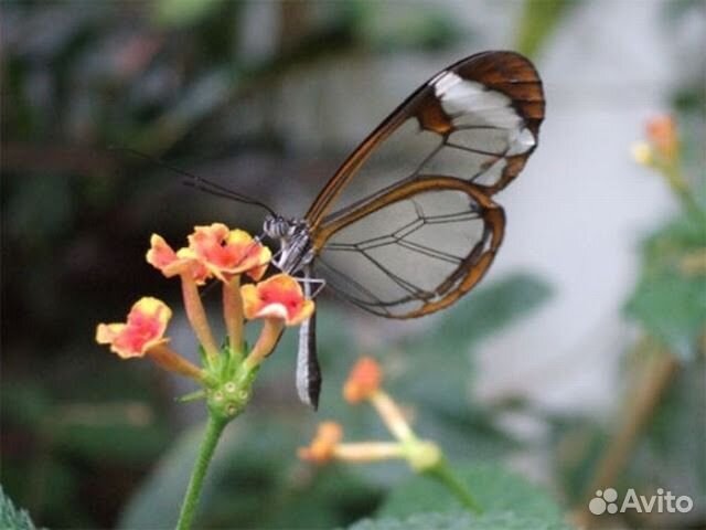 Живые экзотические бабочки Nemophora degeerella купить на Зозу.ру - фотография № 2