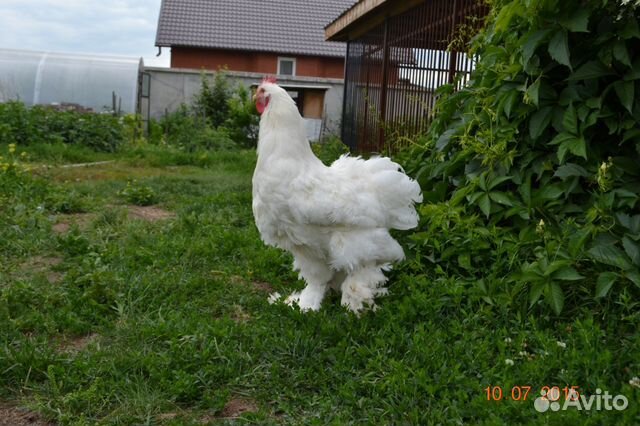 Продам петухов белого кохинхина и цыплят купить на Зозу.ру - фотография № 2