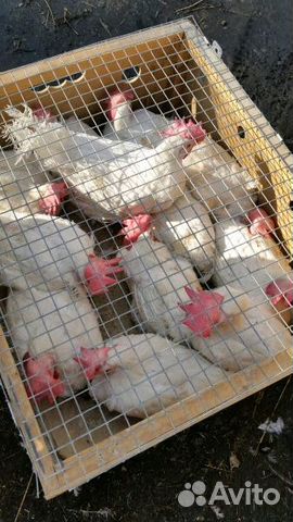 Продам кур несушек и цыплят кур несушек купить на Зозу.ру - фотография № 2