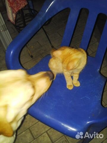 Подарим милых,игривых котят от домашней кошки