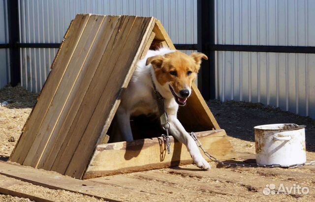 Очень красивая собака ищет дом купить на Зозу.ру - фотография № 3