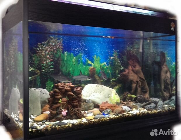 Продаю аквариум 450 литров полностью с тумбой купить на Зозу.ру - фотография № 1