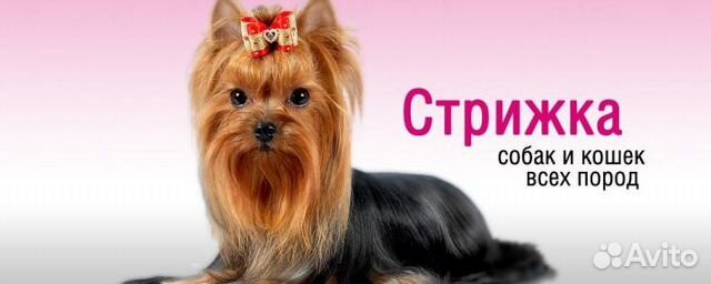 Вет.помощь 24/7, гостиница для животных, стрижка