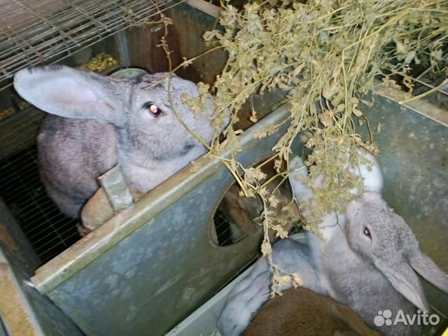 Кролики, мясных пород купить на Зозу.ру - фотография № 5
