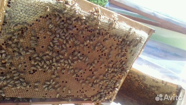 Пчеломатки купить на Зозу.ру - фотография № 4