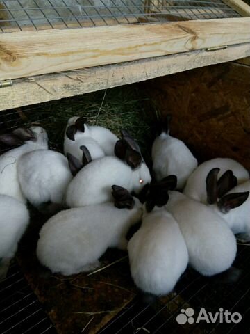 Кролик кролики мясо кролика купить на Зозу.ру - фотография № 9