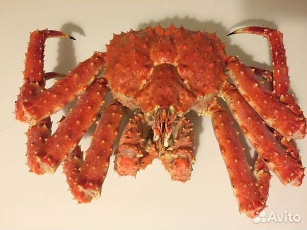 Краб камчатский