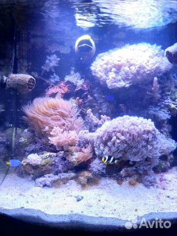 Мягкие кораллы, Кенийские деревца, клавулярии купить на Зозу.ру - фотография № 2