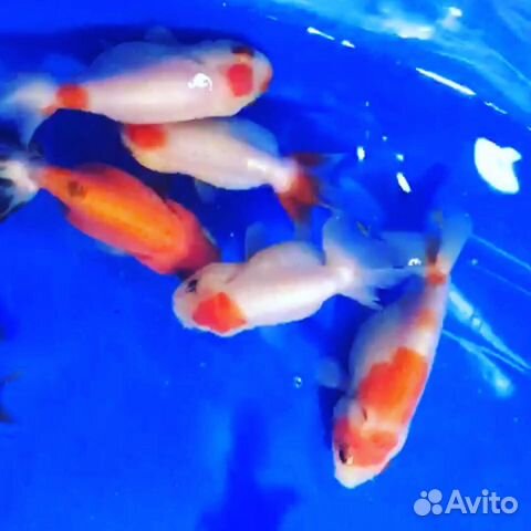Ранчу