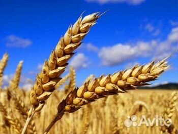 Пшеница урожай 2019 года купить на Зозу.ру - фотография № 1