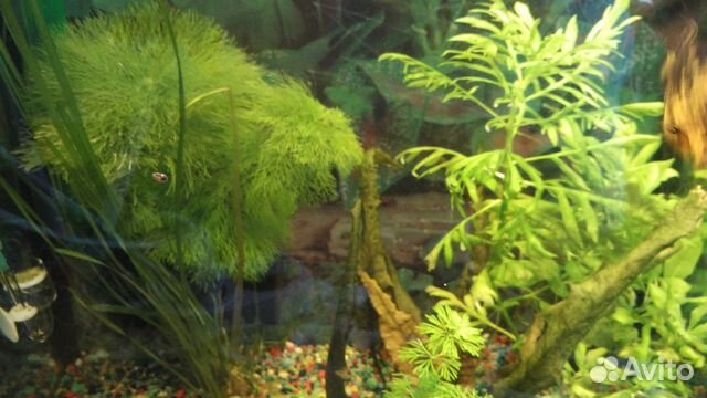 Рыбки Гуппи, живые аквариумные растения купить на Зозу.ру - фотография № 2