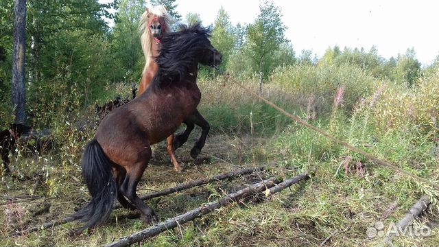 Продаются лошади и пони. Подробности по телефону купить на Зозу.ру - фотография № 2