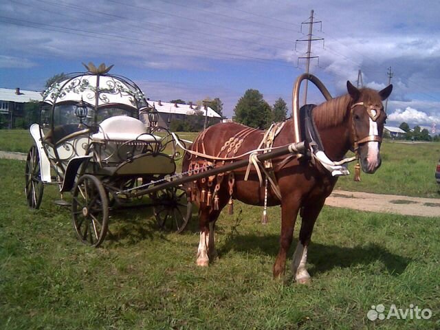 Купить Повозку Для Лошади В Брянской Области