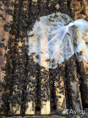 Матки маточники пчелопакеты купить на Зозу.ру - фотография № 5