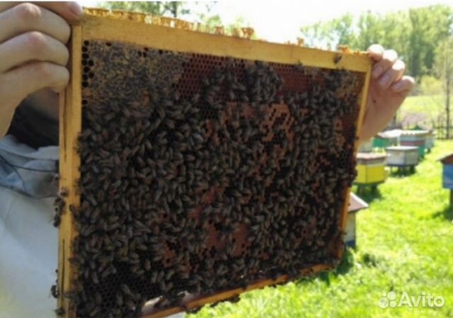 Продам пчелопакеты, семью пчел купить на Зозу.ру - фотография № 2