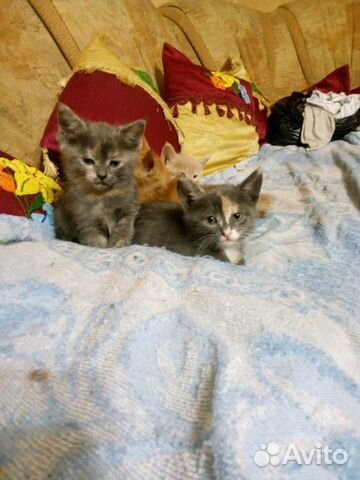 Серебристые плюшевые котята - сестрички, 1,5мес