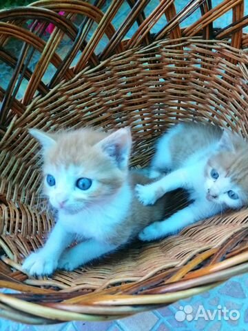 Рыжие котята (4шт один мальчик) и 1 трехцветный ко